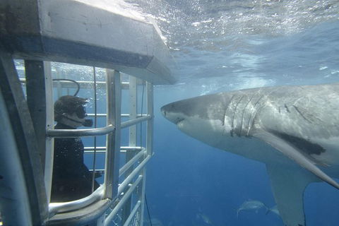 White Shark Tour With Optional Cage Dive From Port Lincoln - Northern Rivers Accommodation 1