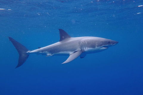 White Shark Tour With Optional Cage Dive From Port Lincoln - Northern Rivers Accommodation 5