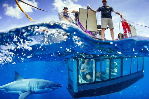White Shark Tour With Optional Cage Dive From Port Lincoln - Northern Rivers Accommodation 3