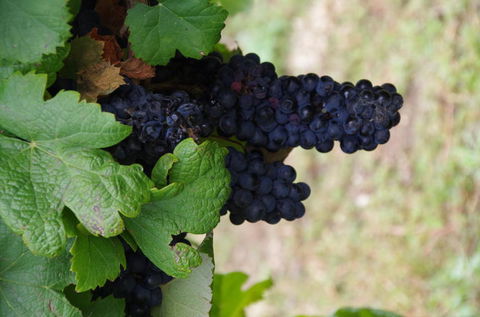 Barossa Valley Wineries Tour With Tastings And Lunch From Adelaide - Northern Rivers Accommodation 5