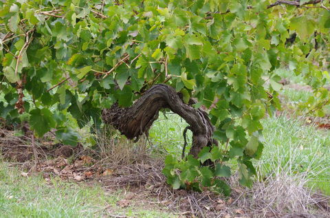 Barossa Valley Wineries Tour With Tastings And Lunch From Adelaide - Northern Rivers Accommodation 7