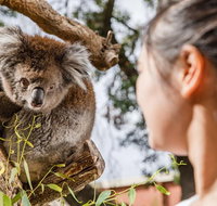 Adelaide Zoo Behind the Scenes Experience Koala Encounter