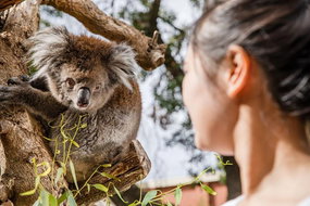 Book Adelaide SA Attractions Northern Rivers Accommodation Northern Rivers Accommodation
