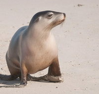 2-Day Kangaroo Island 4WD Small-Group Tour from Adelaide