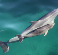 Dolphin Cruise from Adelaide with Optional Dolphin Swim