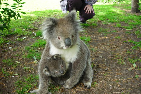 3-Day Adelaide To Melbourne Tour Including The Great Ocean Road - Northern Rivers Accommodation 8