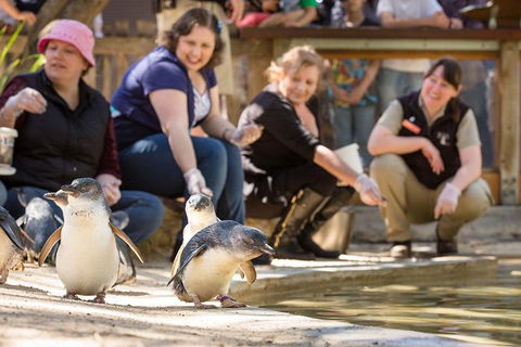Adelaide Zoo Behind The Scenes Experience: Penguins In Person - Northern Rivers Accommodation 0