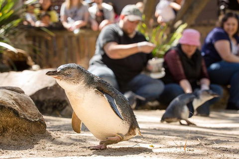 Adelaide Zoo Behind The Scenes Experience: Penguins In Person - Northern Rivers Accommodation 1