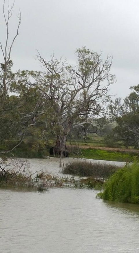 Murray River Riverboat Tour Including Lunch From Adelaide - Northern Rivers Accommodation 2