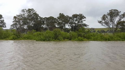 Murray River Riverboat Tour Including Lunch From Adelaide - Northern Rivers Accommodation 10