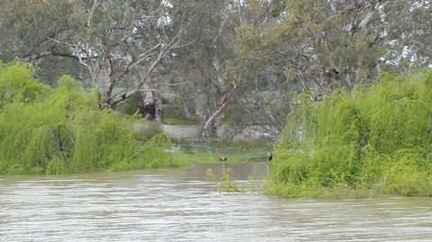 Murray River Riverboat Tour Including Lunch From Adelaide - Northern Rivers Accommodation 4