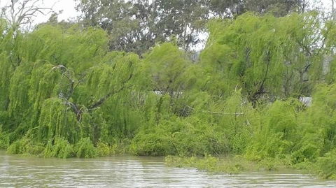 Murray River Riverboat Tour Including Lunch From Adelaide - Northern Rivers Accommodation 5