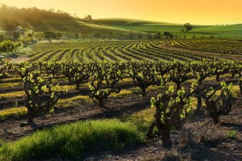 Adelaide Super Saver: Adelaide City Sightseeing Tour Plus Barossa Valley And Hahndorf Tour - Northern Rivers Accommodation 1