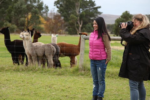 Alpaca Farm 2 Hour Tour - Northern Rivers Accommodation 1