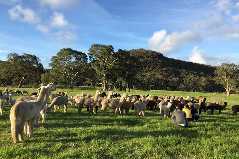 Alpaca Farm 2 Hour Tour - Northern Rivers Accommodation 0