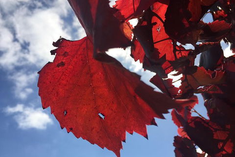 Private Winery Tour Chauffeured - Northern Rivers Accommodation 15