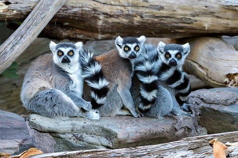 Adelaide Zoo Behind The Scenes Experience: Lemur Feeding - Northern Rivers Accommodation 1