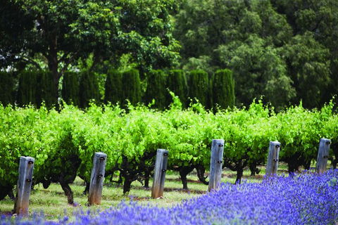 Ultimate Penfolds Magill Estate Experience - Northern Rivers Accommodation 4