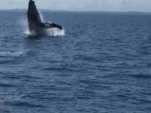 Whitehaven Beach Half-Day Cruises - Northern Rivers Accommodation 5