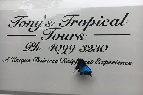 Daintree Rainforest, Cape Tribulation, Mossman Gorge In A Day - Northern Rivers Accommodation 7