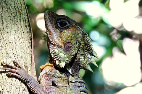 Daintree Rainforest, Cape Tribulation, Mossman Gorge In A Day - Northern Rivers Accommodation 8