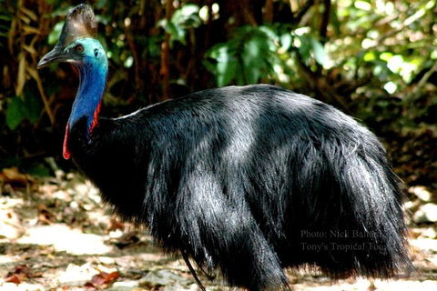 Daintree Rainforest, Cape Tribulation, Mossman Gorge In A Day - Northern Rivers Accommodation 3