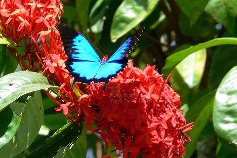 Daintree Rainforest, Cape Tribulation, Mossman Gorge In A Day - Northern Rivers Accommodation 9