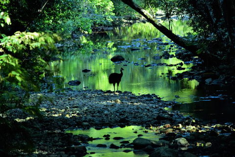 Daintree - Cape Tribulation & Atherton Tablelands Tours From Port Douglas - Northern Rivers Accommodation 1