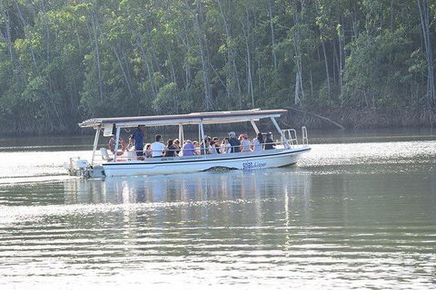 Daintree - Cape Tribulation & Atherton Tablelands Tours From Port Douglas - Northern Rivers Accommodation 16
