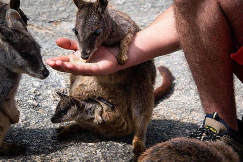 Daintree - Cape Tribulation & Atherton Tablelands Tours From Port Douglas - Northern Rivers Accommodation 4