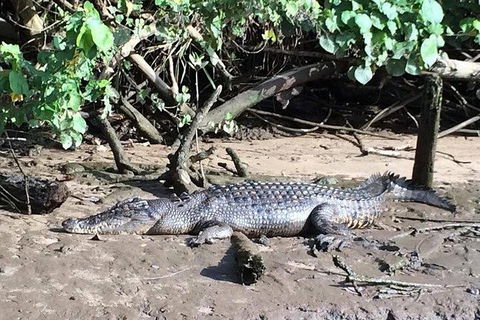 Daintree - Cape Tribulation & Atherton Tablelands Tours From Port Douglas - Northern Rivers Accommodation 24