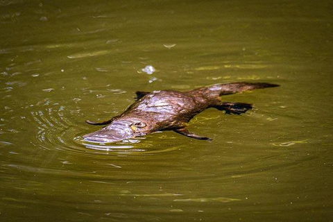 Daintree - Cape Tribulation & Atherton Tablelands Tours From Port Douglas - Northern Rivers Accommodation 27