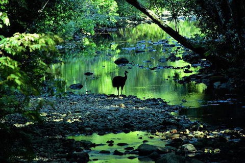 Daintree - Cape Tribulation & Atherton Tablelands Tours From Port Douglas - Northern Rivers Accommodation 26