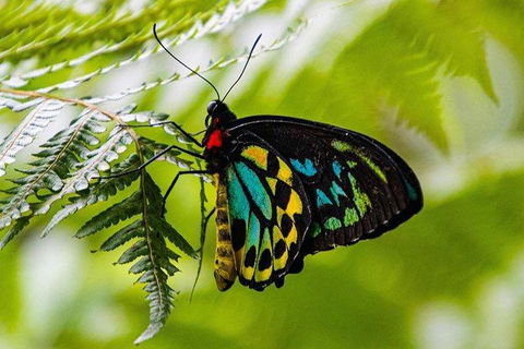 Daintree - Cape Tribulation & Atherton Tablelands Tours From Port Douglas - Northern Rivers Accommodation 19