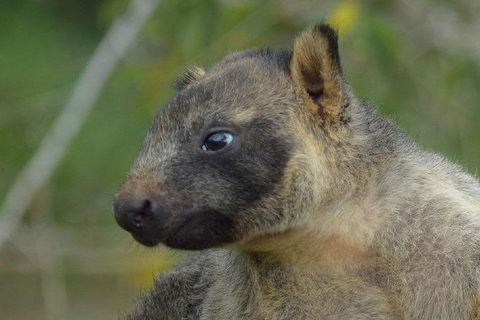 Daintree - Cape Tribulation & Atherton Tablelands Tours From Port Douglas - Northern Rivers Accommodation 8