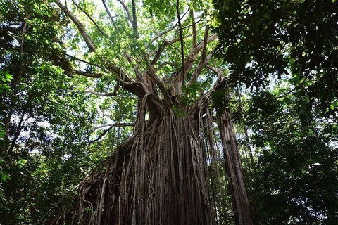 Daintree - Cape Tribulation & Atherton Tablelands Tours From Port Douglas - Northern Rivers Accommodation 20