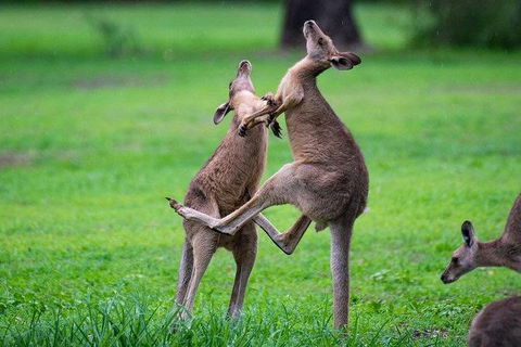 Daintree - Cape Tribulation & Atherton Tablelands Tours From Port Douglas - Northern Rivers Accommodation 14