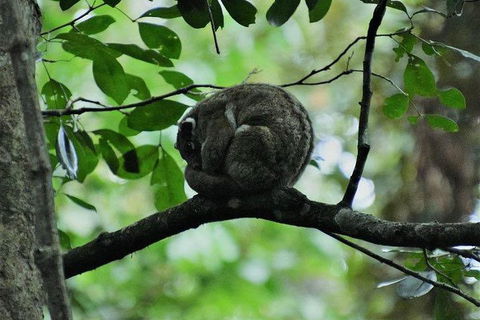Daintree - Cape Tribulation & Atherton Tablelands Tours From Port Douglas - Northern Rivers Accommodation 11