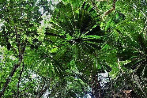 Daintree - Cape Tribulation & Atherton Tablelands Tours From Port Douglas - Northern Rivers Accommodation 22