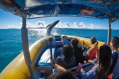 Ocean Rafting Tour To Whitehaven Beach, Hill Inlet Lookout & Top Snorkel Spots - Northern Rivers Accommodation 14