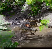 Whitsunday Crocodile Safari including Lunch - Northern Rivers Accommodation