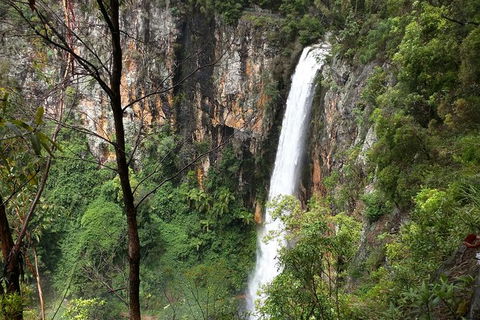 World Heritage Springbrook National Park Tour Including Natural Bridge - Northern Rivers Accommodation 1