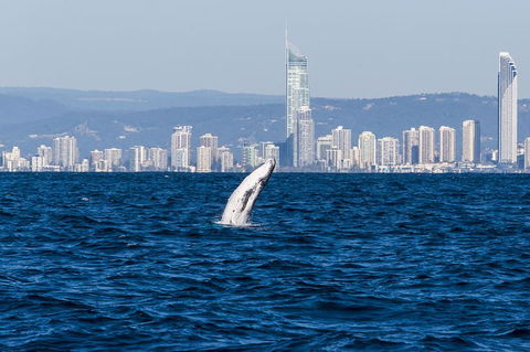 Half-Day Whale Watching And Canal Cruise From Surfers Paradise - Northern Rivers Accommodation 1