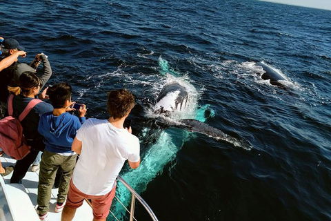 Half-Day Whale Watching And Canal Cruise From Surfers Paradise - Northern Rivers Accommodation 0