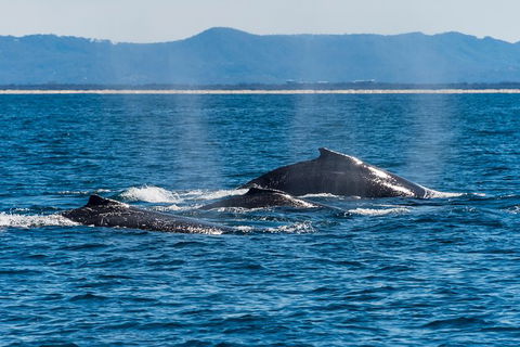 Half-Day Whale Watching And Canal Cruise From Surfers Paradise - Northern Rivers Accommodation 4