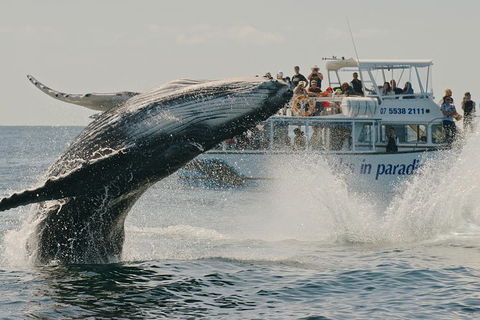 Half-Day Whale Watching And Canal Cruise From Surfers Paradise - Northern Rivers Accommodation 3
