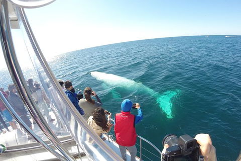 Half-Day Whale Watching And Canal Cruise From Surfers Paradise - Northern Rivers Accommodation 6
