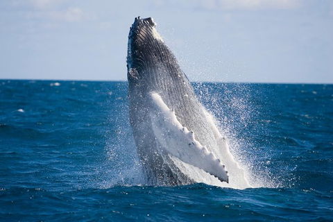 Half-Day Whale Watching And Canal Cruise From Surfers Paradise - Northern Rivers Accommodation 5
