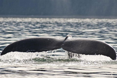 Half-Day Whale Watching And Canal Cruise From Surfers Paradise - Northern Rivers Accommodation 7
