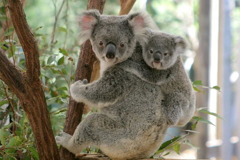 Koala Express To Lone Pine Koala Sanctuary - Northern Rivers Accommodation 1